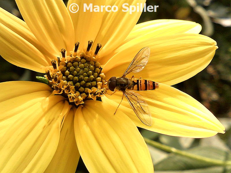 Episyrphus balteatus su topinambur